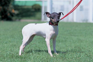 ���{�e���A