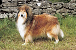 ���t�E�R���[