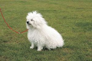 �{���j�[�Y