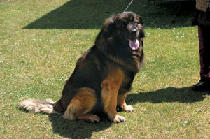 ���I���x���K�[