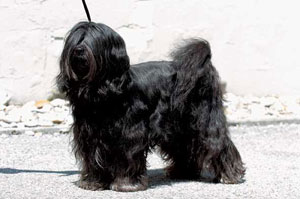 �`�x�^���E�e���A