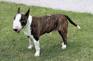 �u���E�e���A