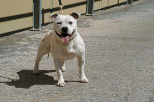 �X�^�b�t�H�[�h�V���[�E�u���E�e���A