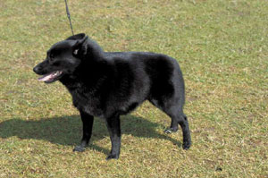 �X�L�b�p�[�L