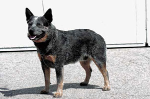 �I�[�X�g�����A���E�L���g���E�h�b�O