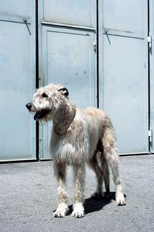 �A�C���b�V���E�E���t�n�E���h