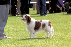 �R�[�C�P���z���f�B�G