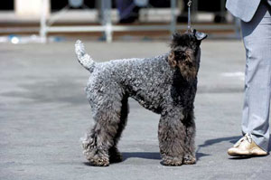 �P���[�E�u���[�E�e���A