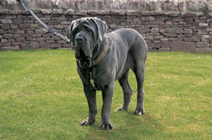 �i�|���^���E�}�X�e�B�t