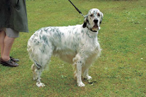 �C���O���b�V���E�Z�^�[