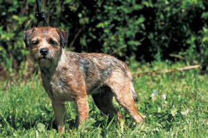 �{�[�_�[�E�e���A