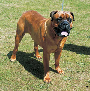 �u���}�X�e�B�t