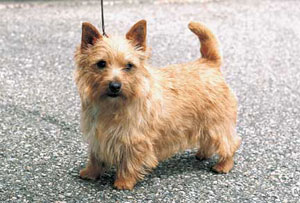 �m�[���b�`�E�e���A