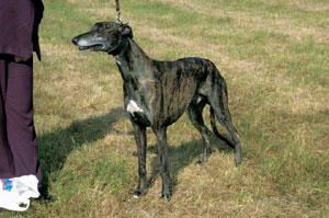 �O���[�n�E���h