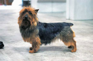 �I�[�X�g�����A���E�e���A