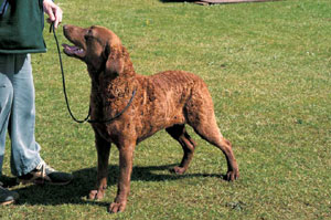 �`�F�T�s�[�N�E�x�C�E���g���[�o�[