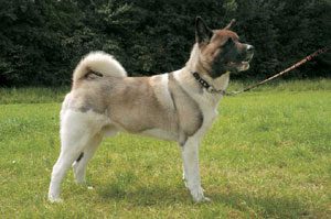 �O���[�g�E�W���p�j�[�Y�E�h�b�O