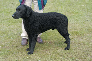 �J�[���[�R�[�e�b�h�E���g���[�o�[