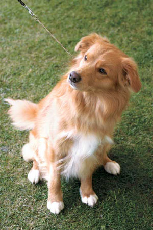 �m���@�E�X�R�V�A�E�_�b�N�E�g�[�����O�E���g���[�o�[