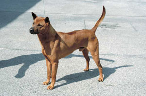 �^�C�E���b�W�o�b�N�E�h�b�O