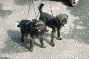 �A�[�t�F���s���V���[