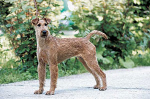 �A�C���b�V���E�e���A