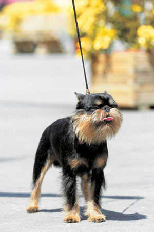 �x���W�A���E�O���t�H��