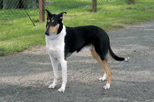 �X���[�X�E�R���[