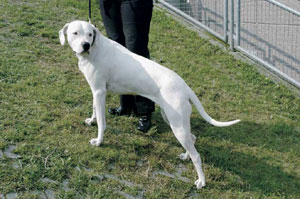 �h�S�E�A���w���e�B�[�m