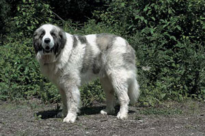 �s���j�A���E�}�X�e�B�t