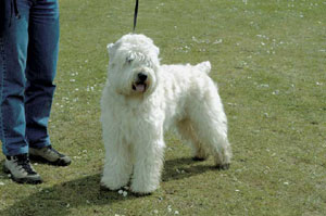 �A�C���b�V���E�\�t�g�R�[�e�b�h�E�E�B�[�g���E�e���A