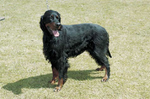 �S�[�h���E�Z�^�[