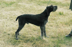 �W���[�}���E���C�A�[�w�A�[�h�E�|�C���^�[