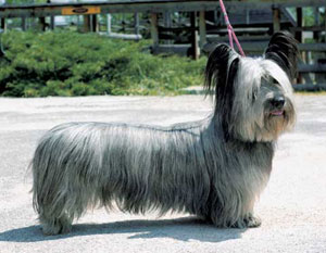 �X�J�C�E�e���A