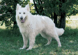 �z���C�g�E�X�C�X�E�V�F�p�[�h�E�h�b�O