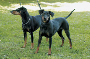 �}���`�F�X�^�[�E�e���A