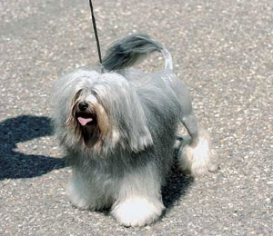 ���[�V�F�� 