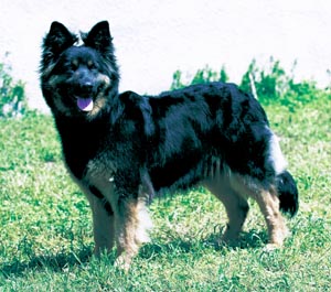 �{�X�j�A���E�V�F�p�[�h�h�b�O