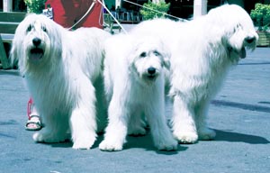 �T�E�X�E���V�A���E�V�F�p�[�h�E�h�b�O