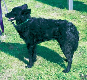 ���[�f�B�[