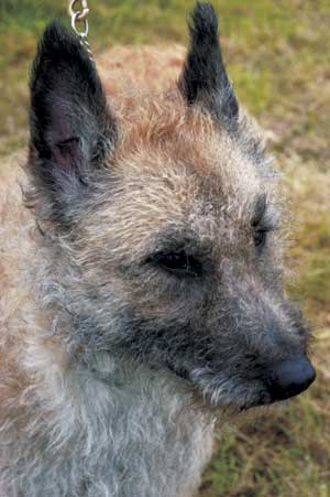 �x���W�A���E�V�F�p�[�h�E�h�b�O�E���P�m�A