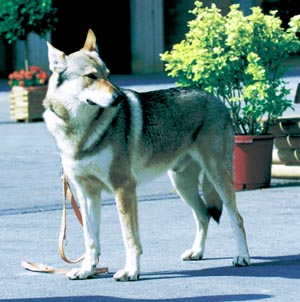 �`�F�R�X���o�L�A���E�E���t�h�b�O