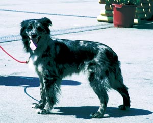 �s���j�A���E�V�[�v�h�b�O�E�X���[�X�t�F�C�X�h