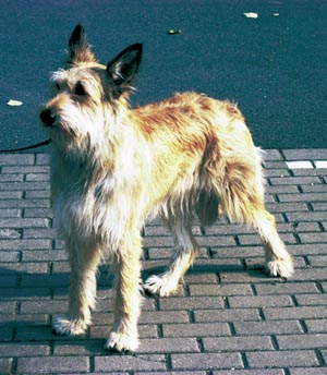 �s�J�[�f�B�E�V�[�v�h�b�O