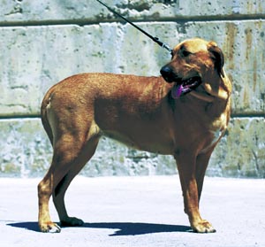 �u���z���}�[