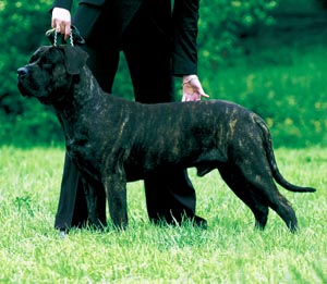 �h�S�E�J�i���I