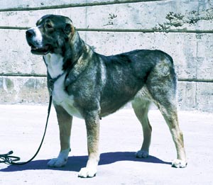 �Z���g�����E�G�C�W�A���E�V�[�v�h�b�O