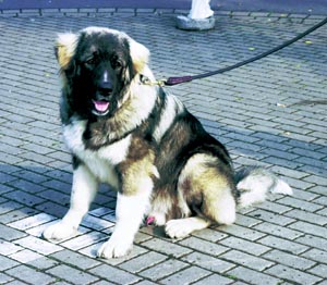 �R�[�J�V�A���E�V�[�v�h�b�O