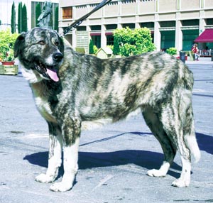 �A�����e�B�W���E�}�X�e�B�t