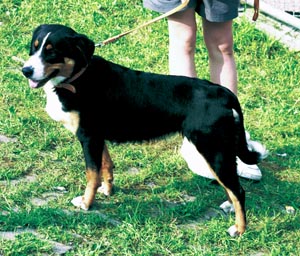 �A�y���c�F���E�L���g���E�h�b�O